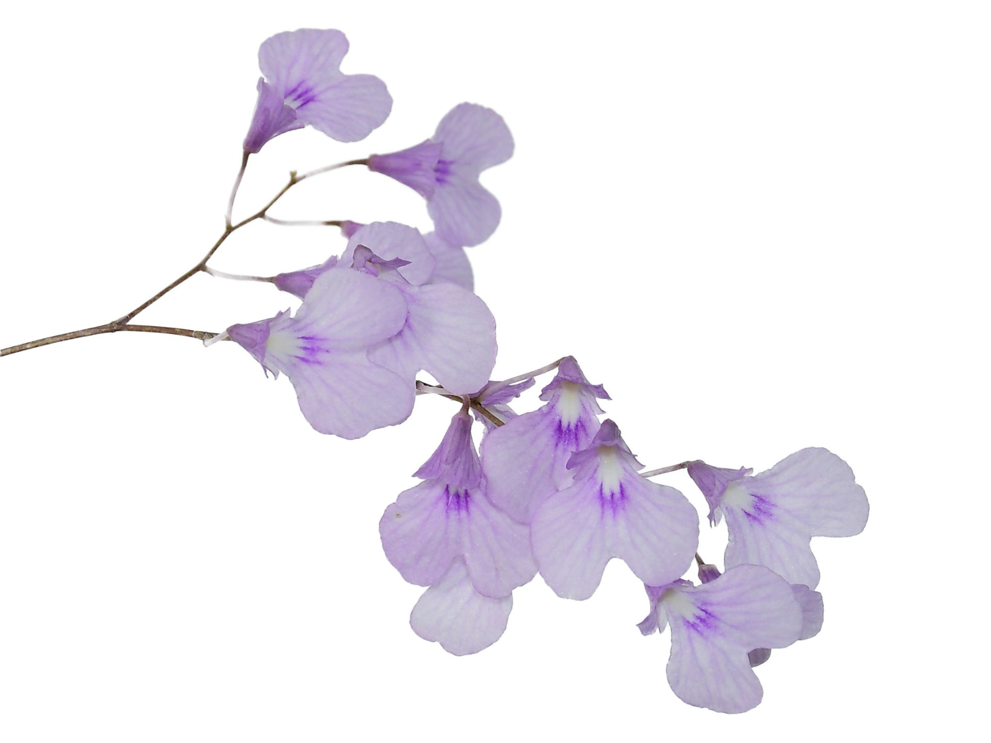 Ionopsis utricularioides
