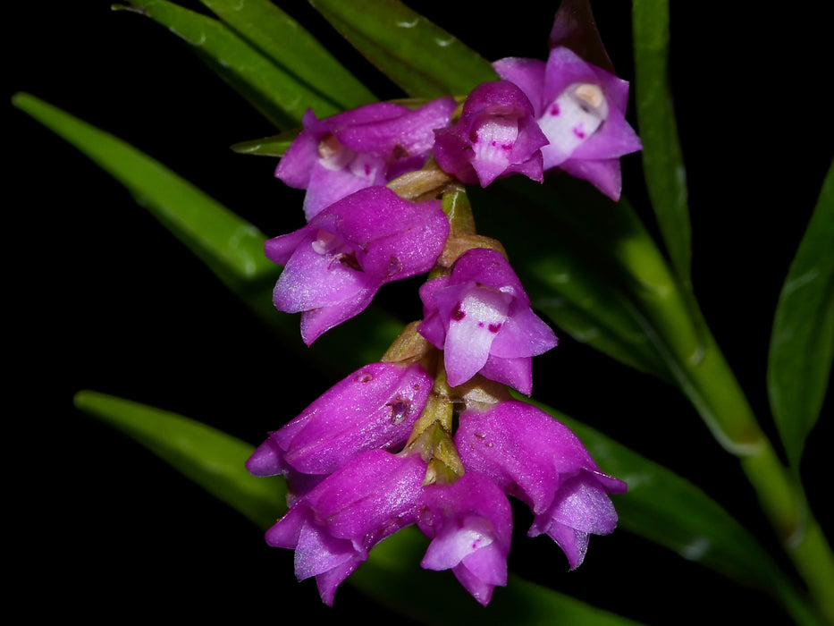 Isochilus linearis