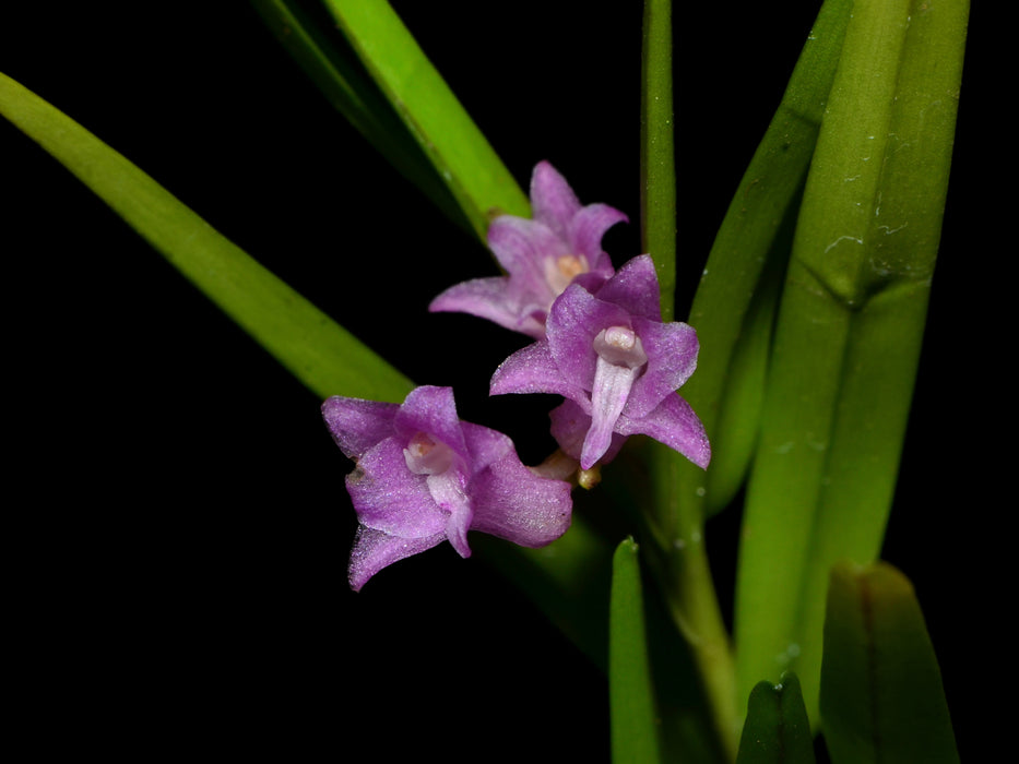 Isochilus linearis