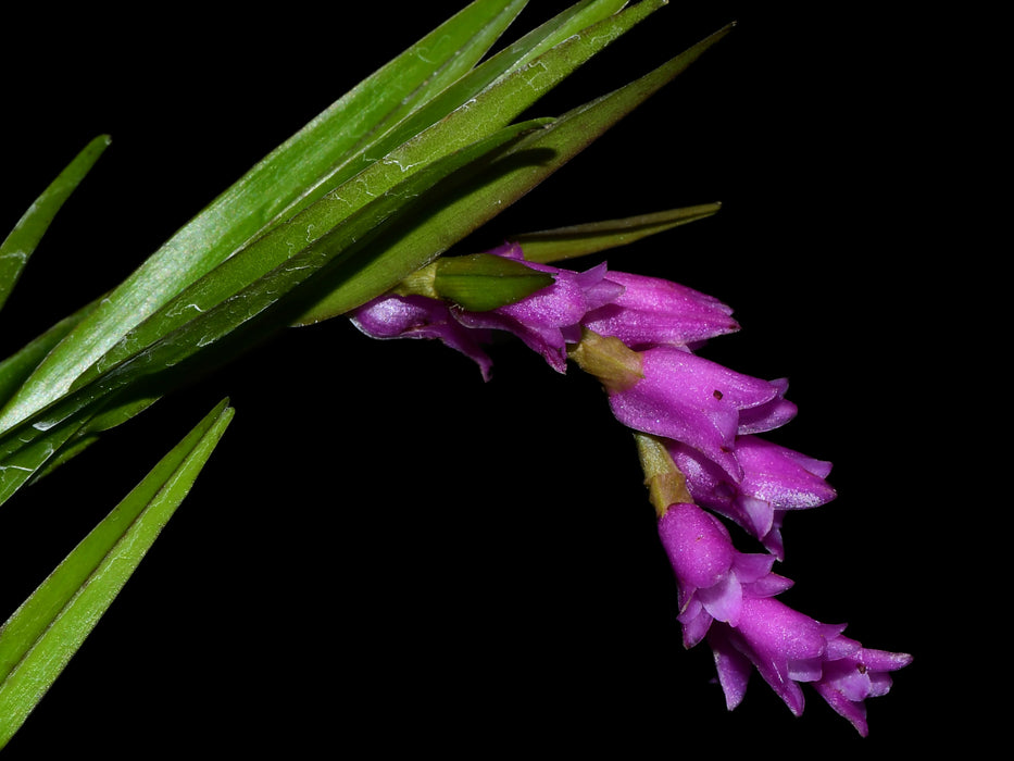 Isochilus linearis