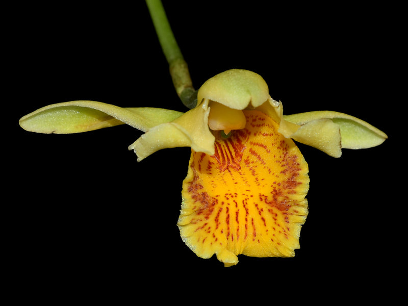 Ixyophora aurantiaca