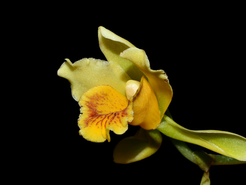 Ixyophora aurantiaca