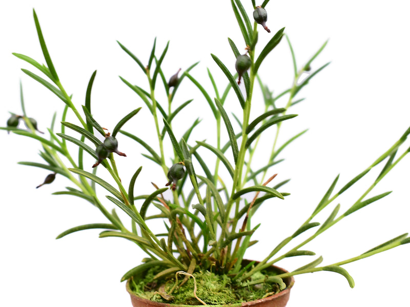 Jacquiniella globosa