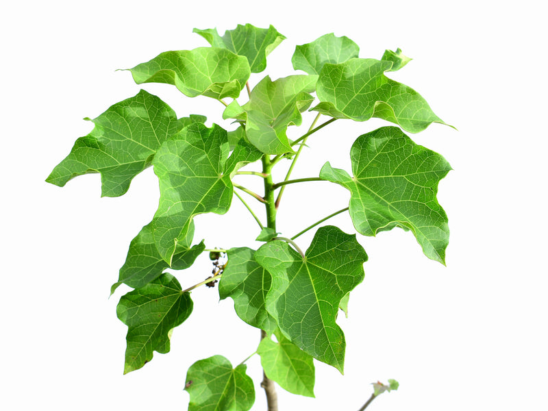 Jatropha curcas