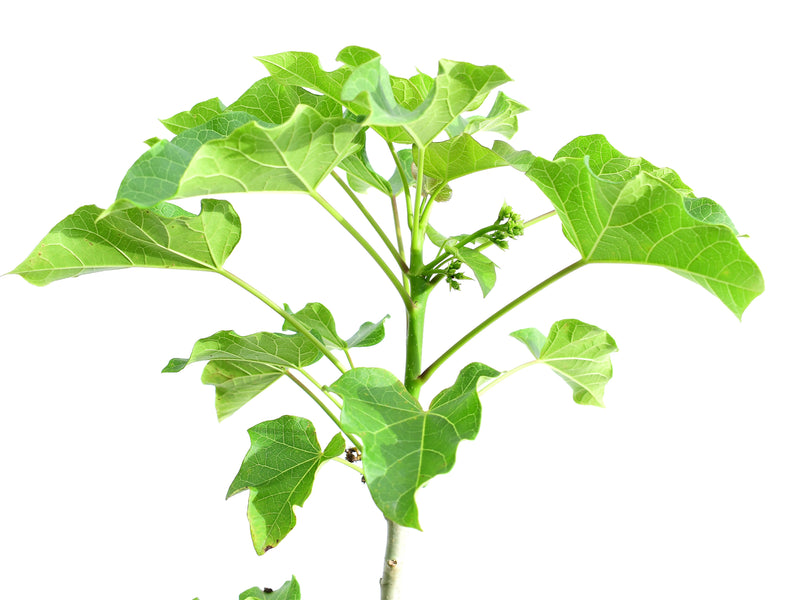 Jatropha curcas
