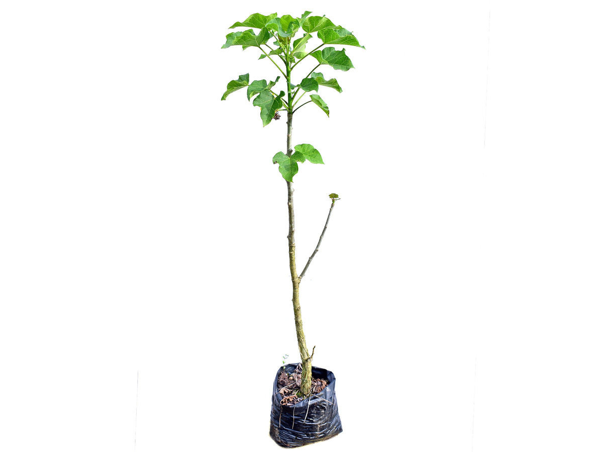 Jatropha curcas