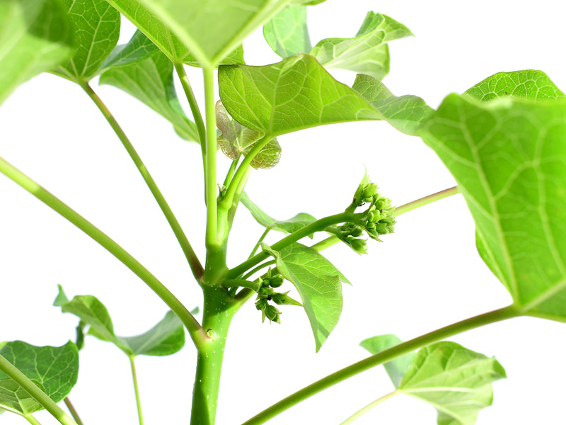 Jatropha curcas