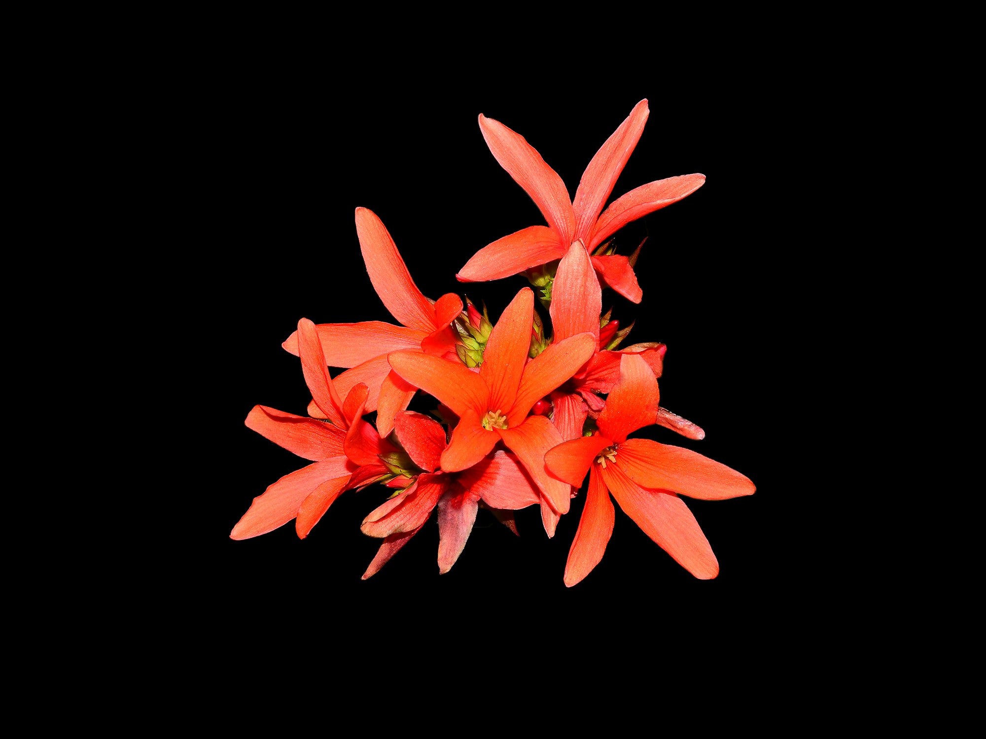 Jatropha nudicaulis