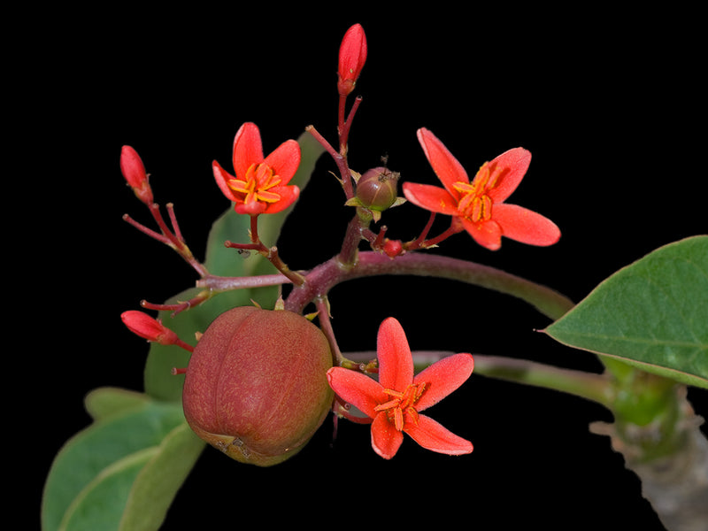 Jatropha nudicaulis