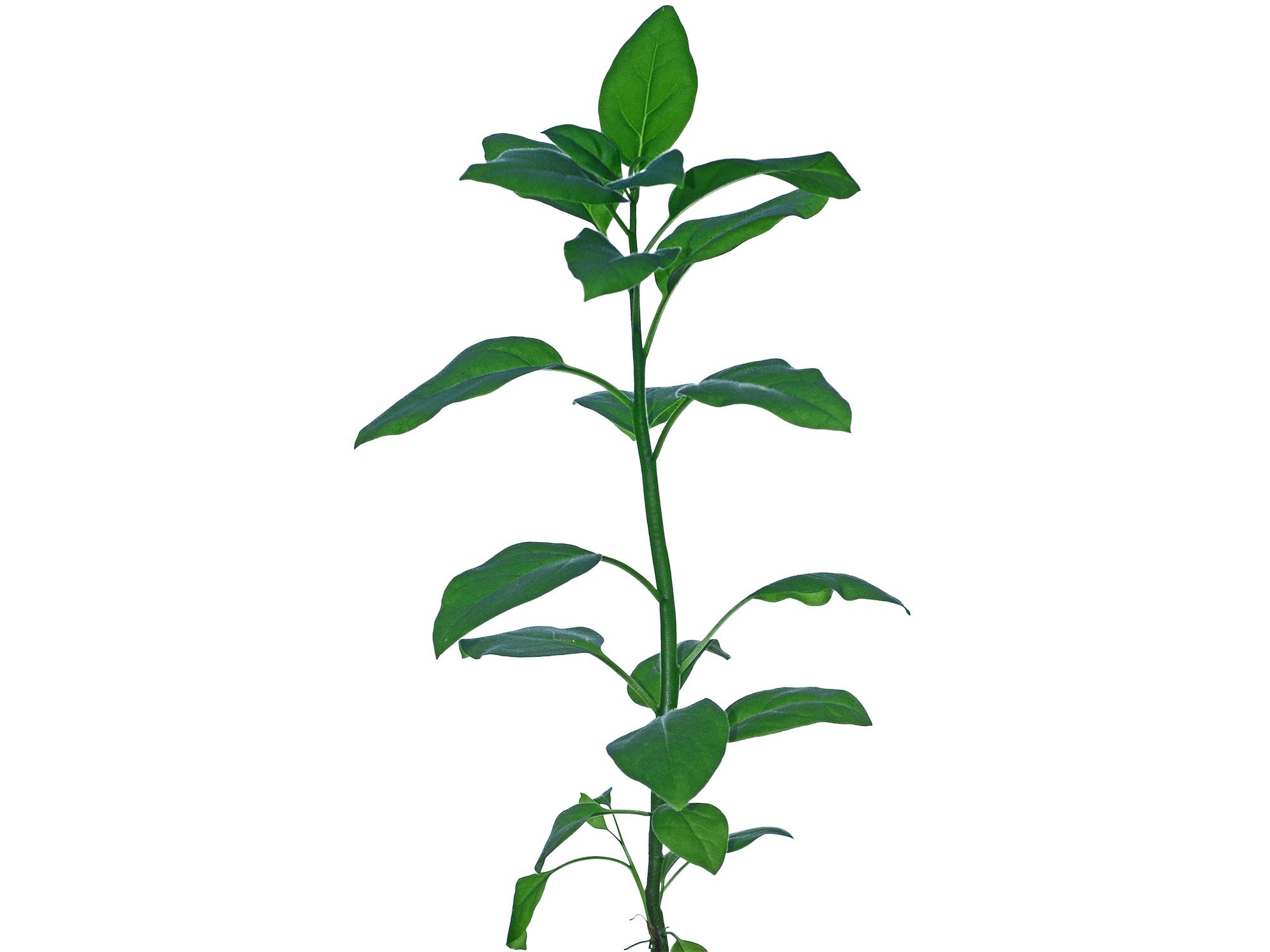 Juanulloa mexicana