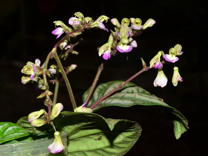 Justicia manserichensis