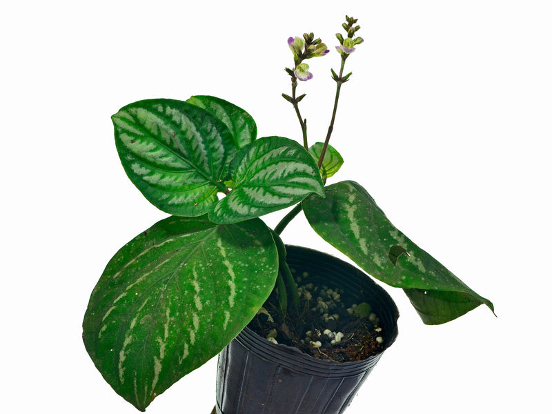 Justicia manserichensis