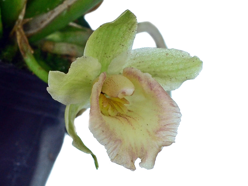 Kefericzella Ash Trees