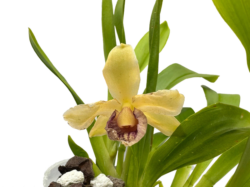 Kefericzella Ecuagenera