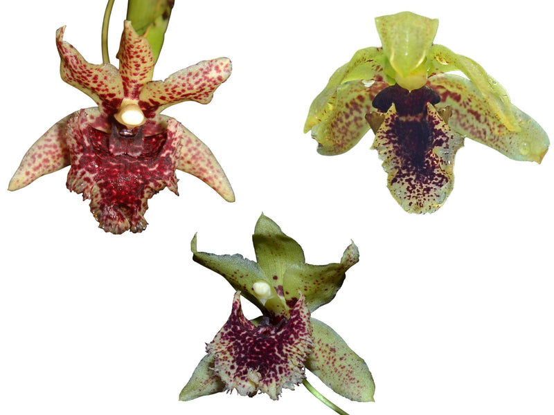 Kefersteinia Bundle