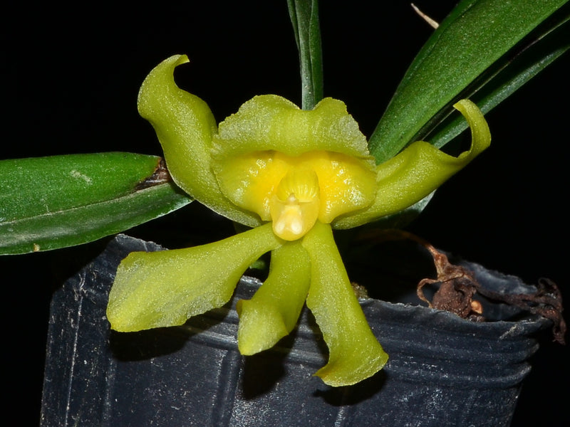 Kefersteinia andreettae