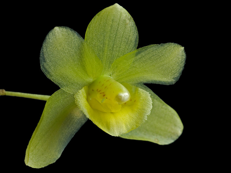 Kefersteinia andreettae