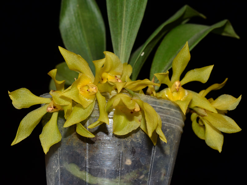 Kefersteinia andreettae