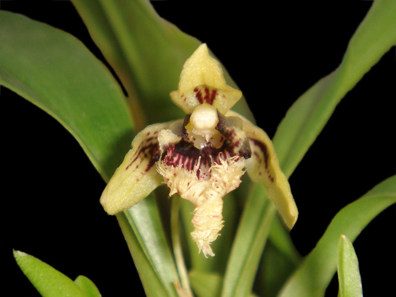 Kefersteinia expansa