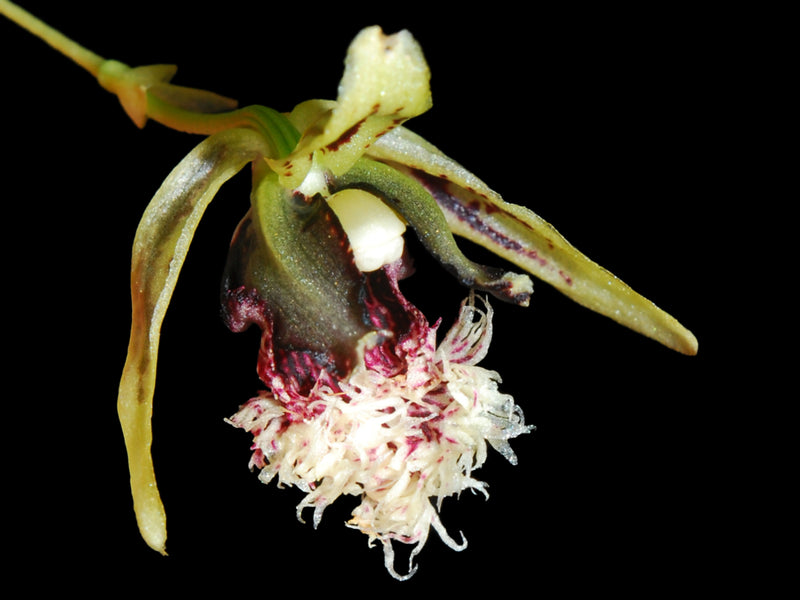 Kefersteinia expansa