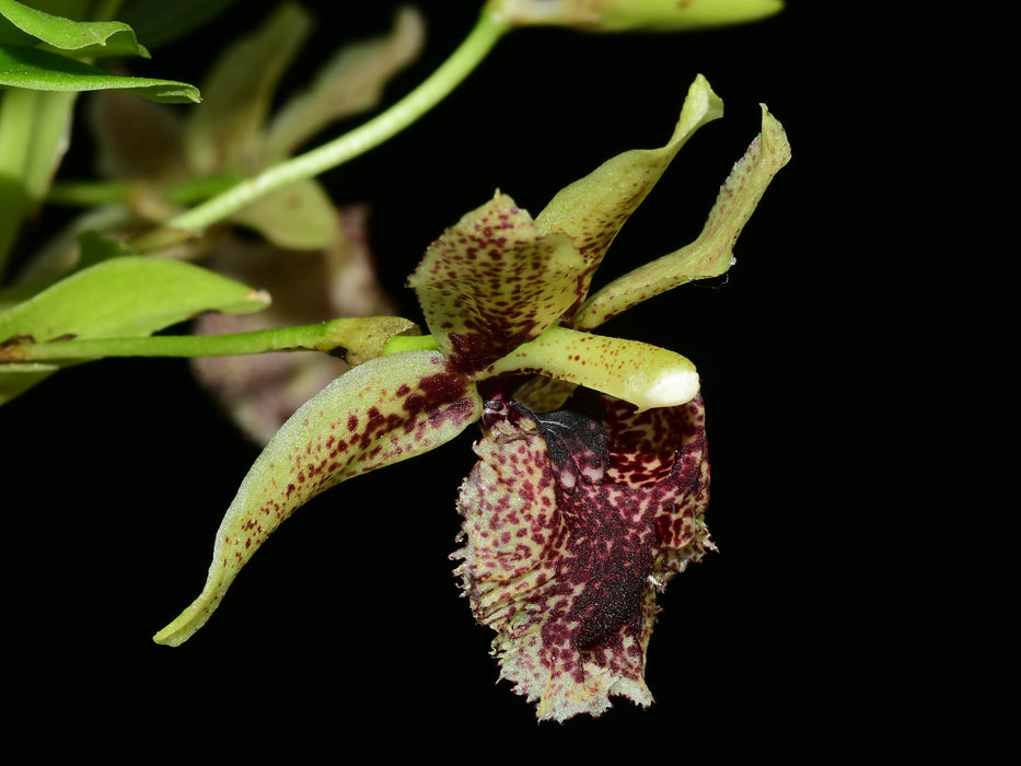 Kefersteinia graminea