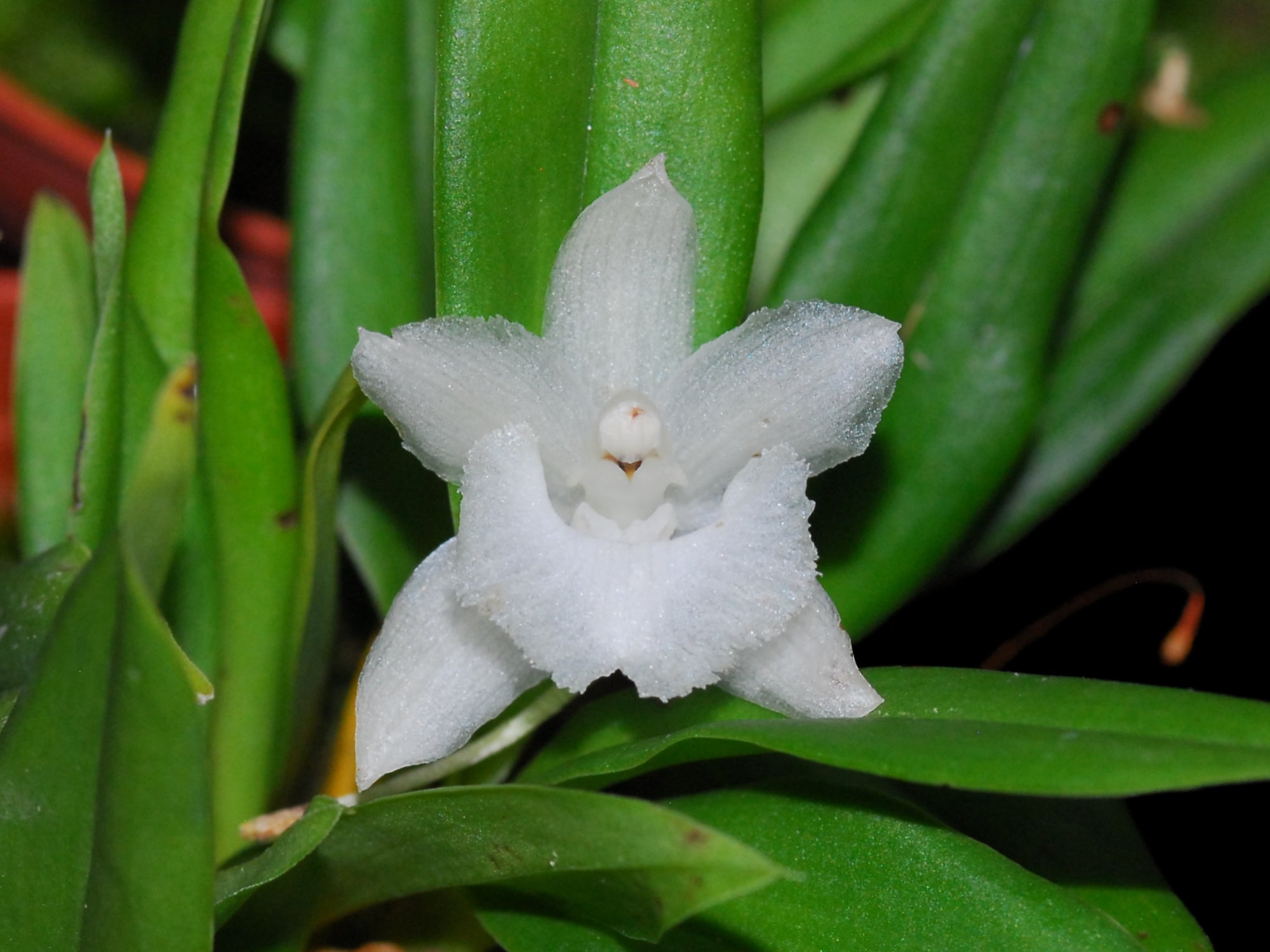 Kefersteinia lactea