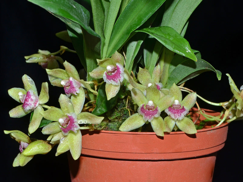 Kefersteinia laminata