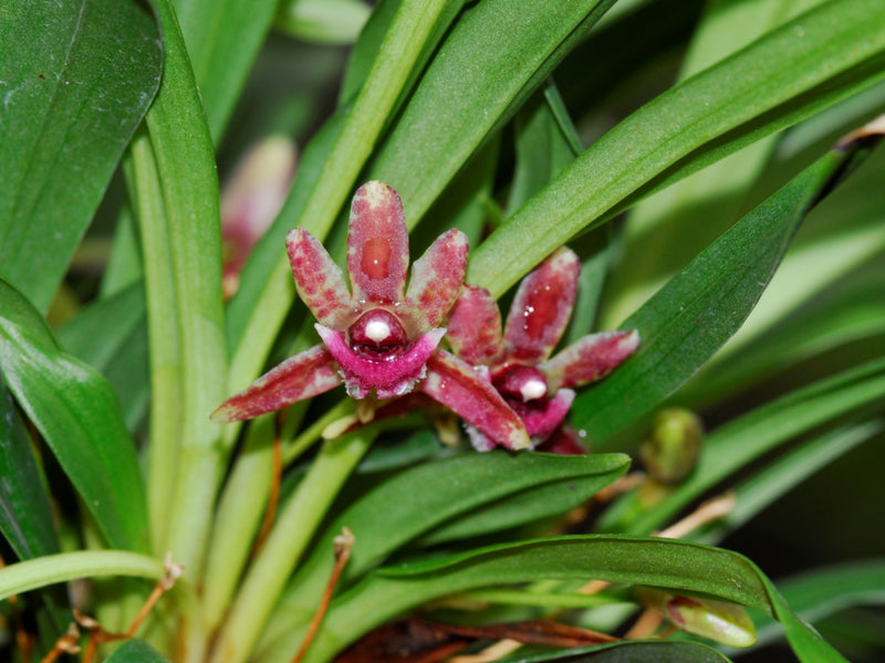 Kefersteinia laminata roja