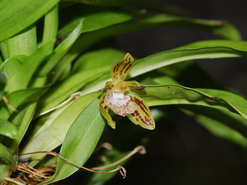 Kefersteinia ocellata