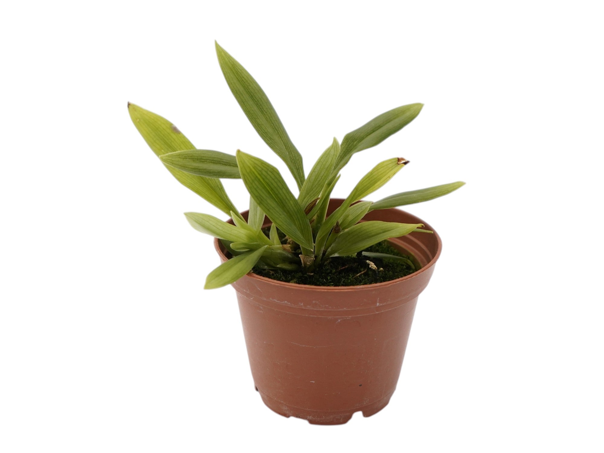 Kefersteinia ocellata 'Gigi'