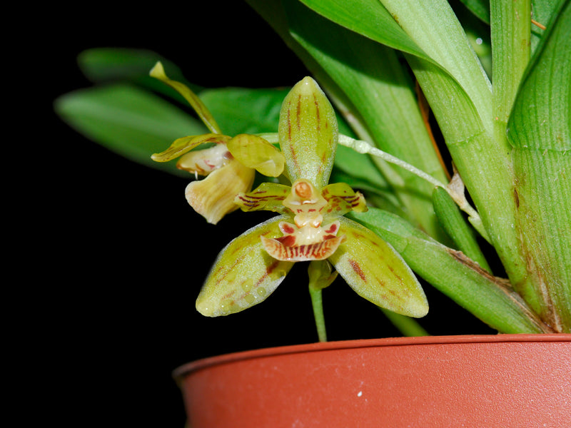 Kefersteinia ocellata