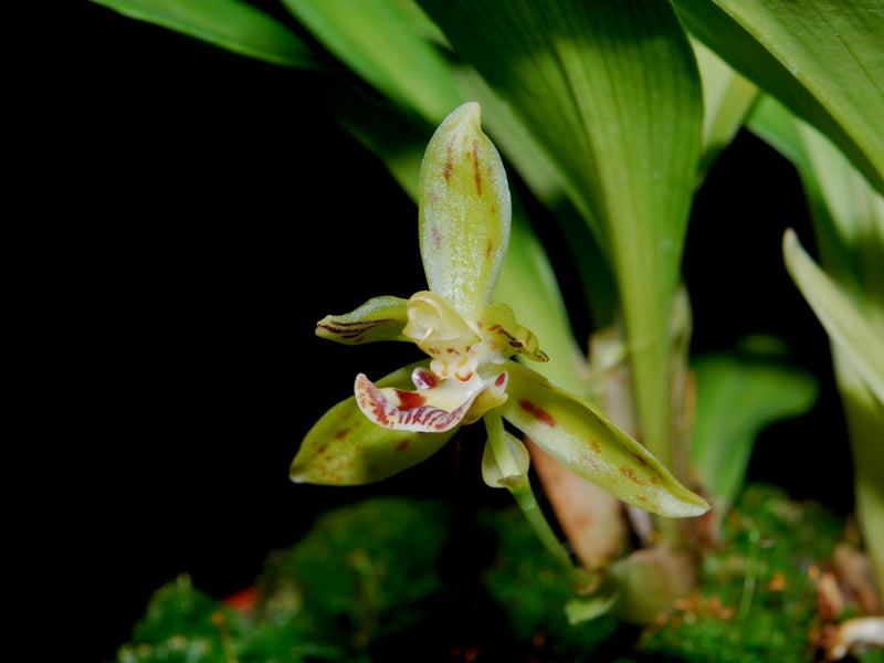 Kefersteinia ocellata