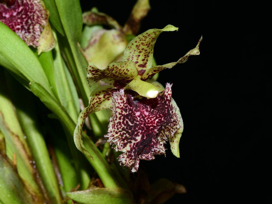 Kefersteinia tolimensis