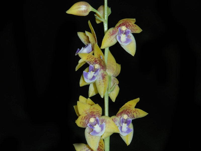 Koellensteinia albiflavoviola
