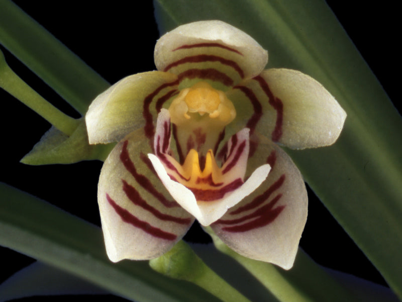 Koellensteinia graminea