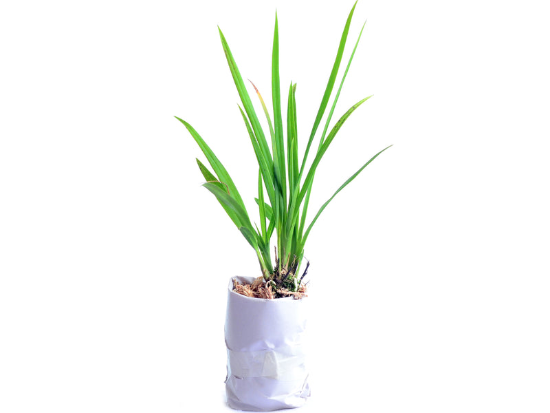 Koellensteinia graminea