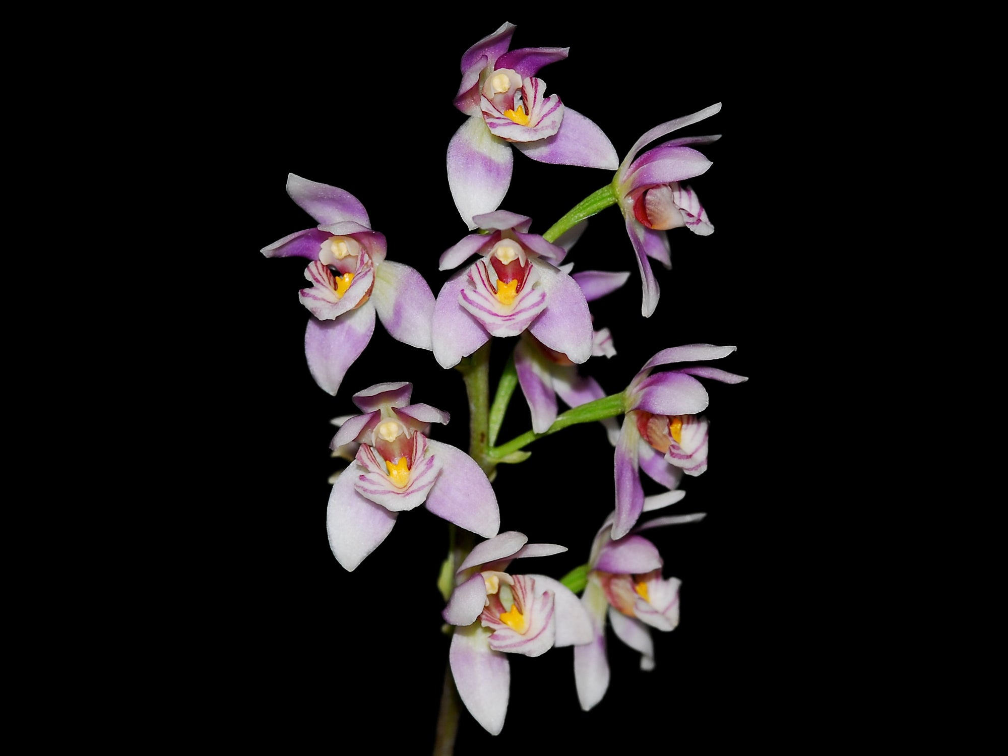 Koellensteinia ionoptera