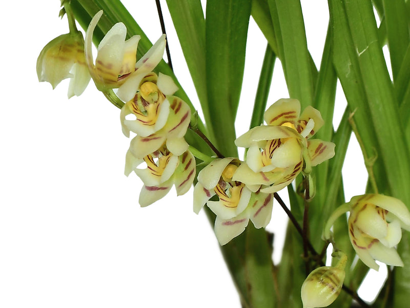 Koellensteinia morona-santiagoensis