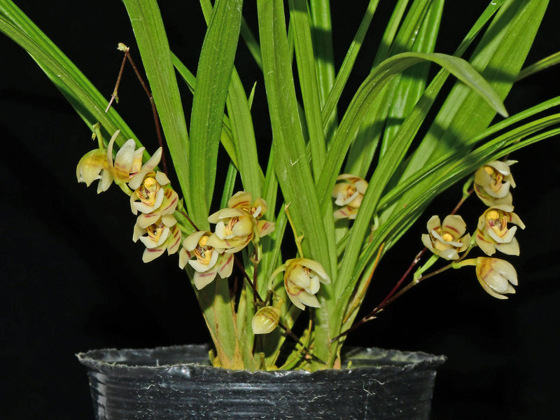 Koellensteinia morona-santiagoensis