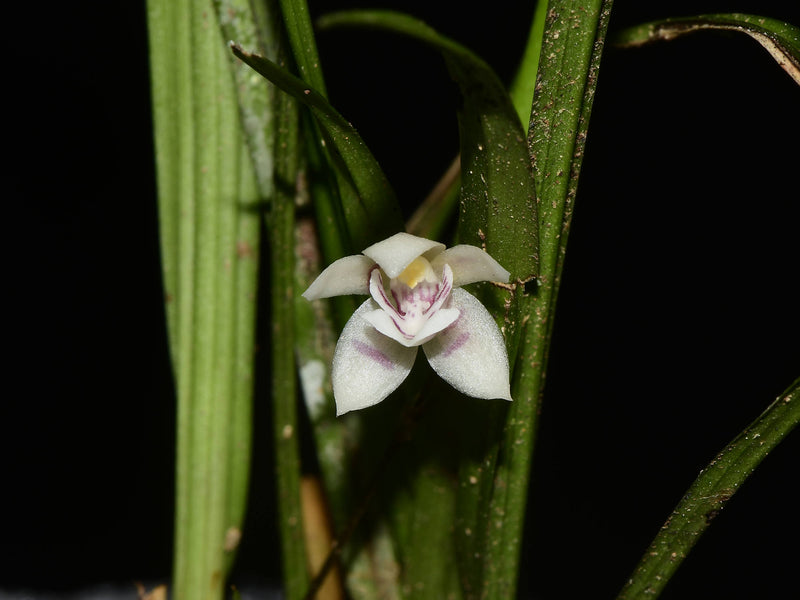 Koellensteinia portillae