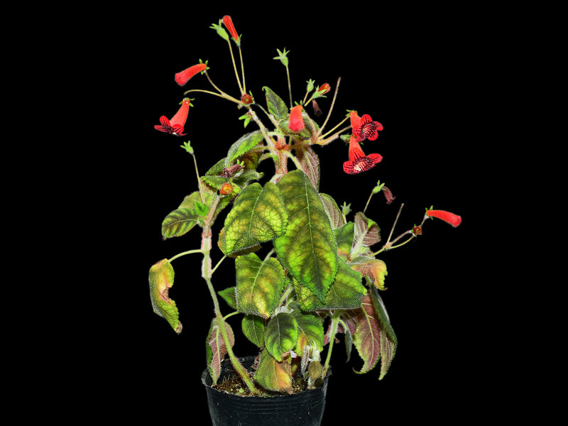 Kohleria inaequalis leaf red