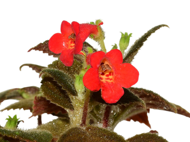 Kohleria villosa cf