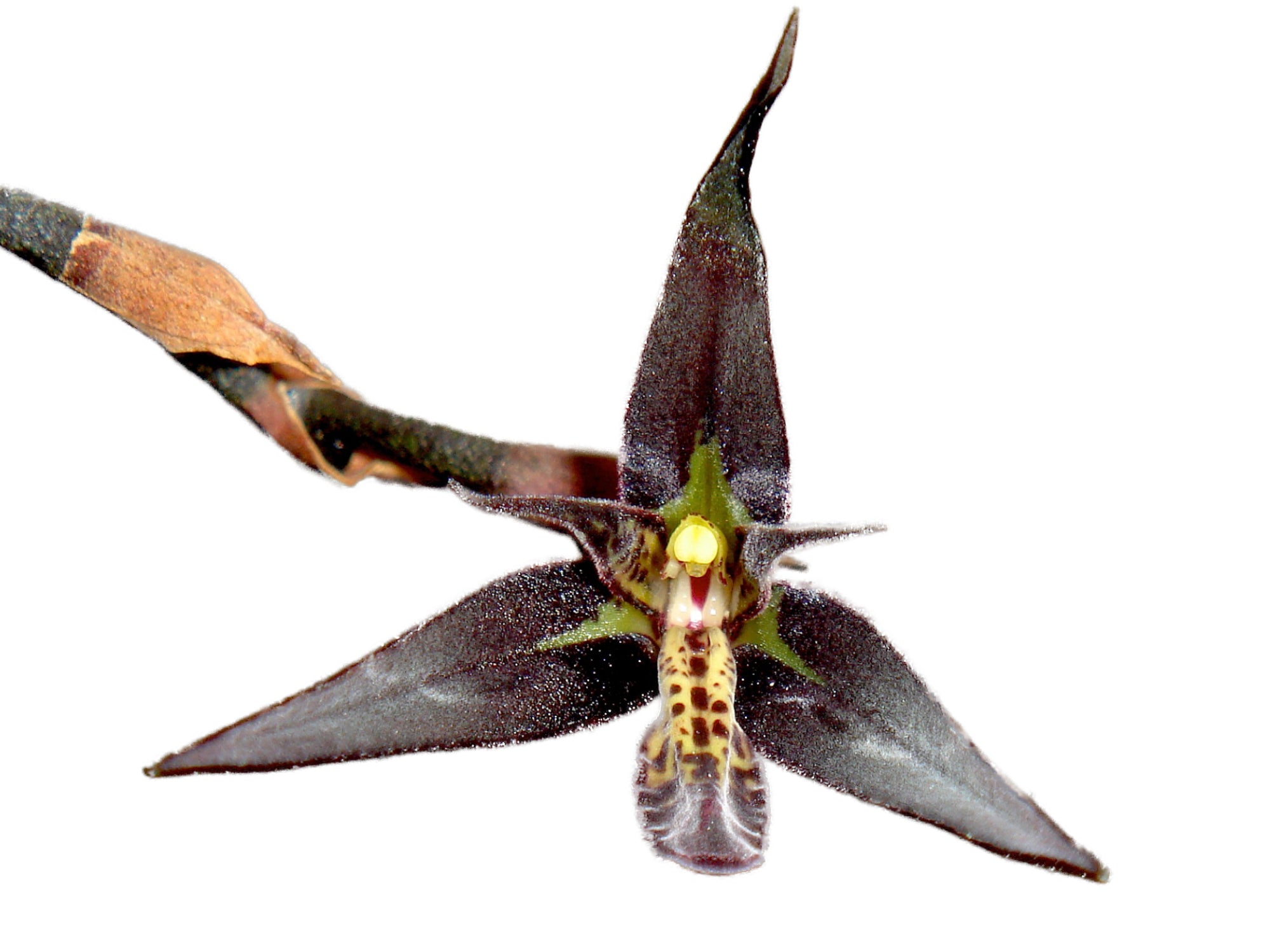 Anathallis anfracta