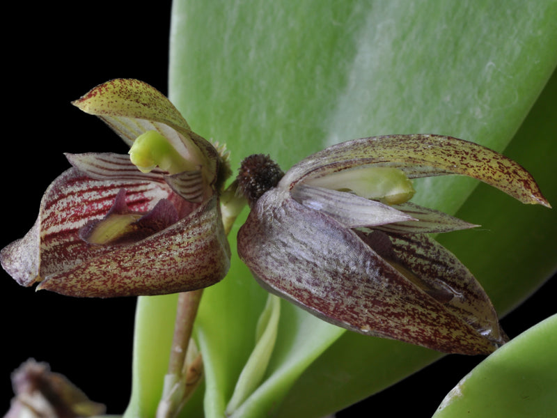 Acianthera lappago