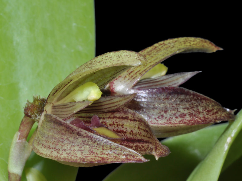 Acianthera lappago