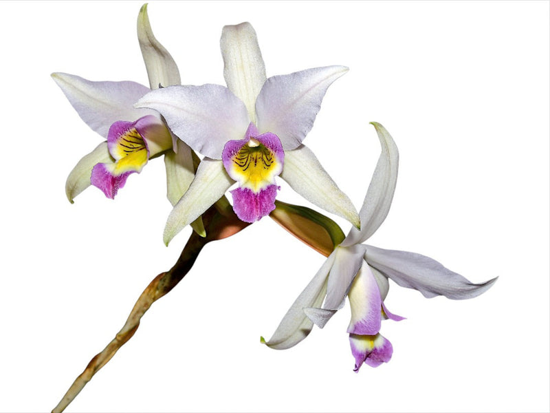 Laelia anceps f. coerulea