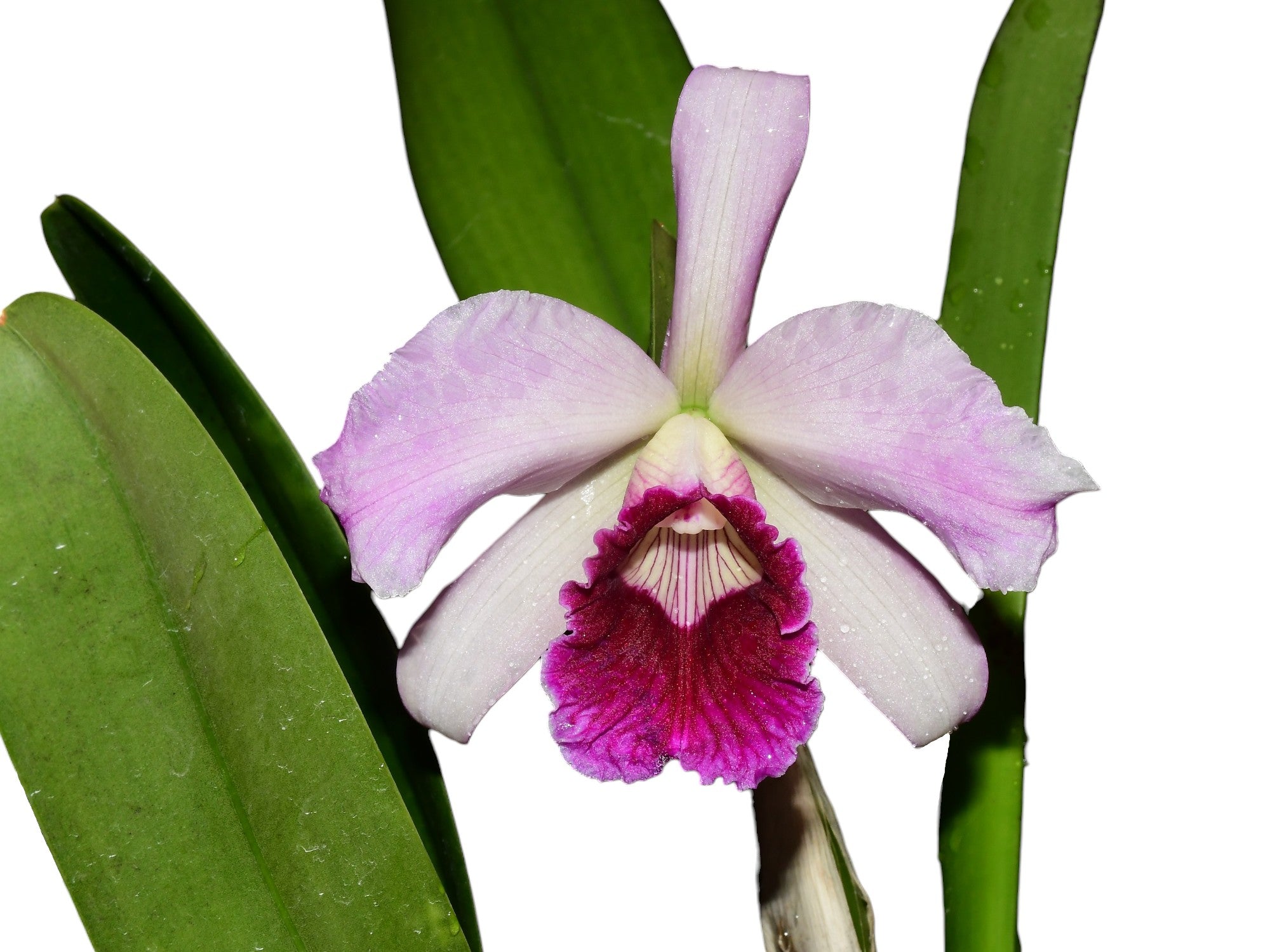 Cattleya purpurata [(uba tuba x Rubra Canaver #14 Budny) x Sanguinea 105]