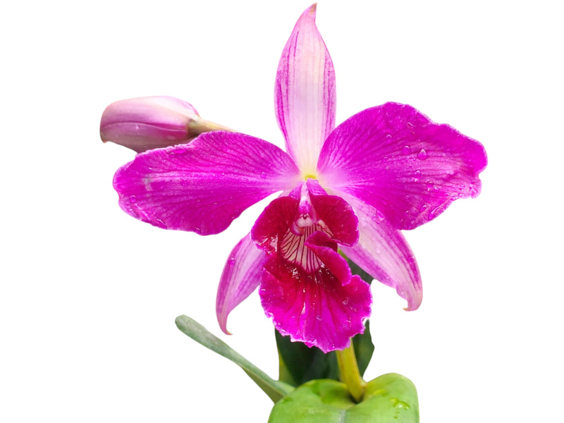 Cattleya purpurata [(Rubra Canever # 14 Budny x Sanguinea '105') x 'Flamea']