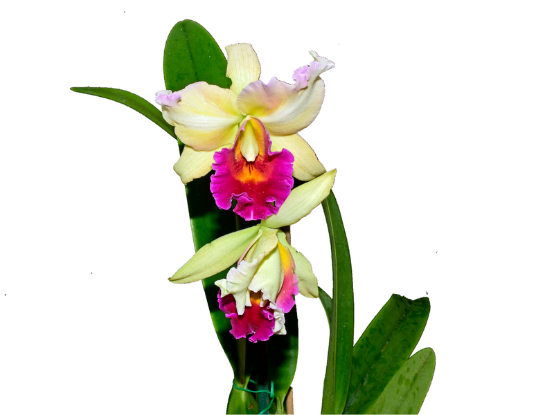 Rhyncholaeliocattleya Niña Bonita