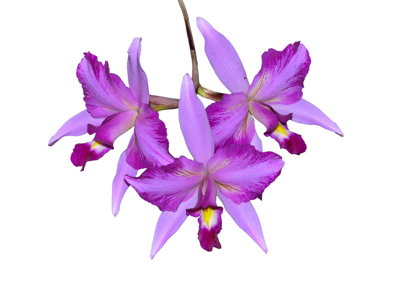 Laelia Finckeniana